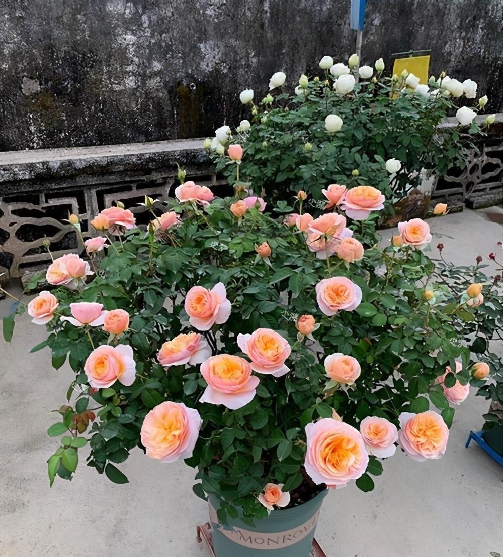 缺水|月季这样养,叶子一直绿油油的,满头花苞,美不胜收