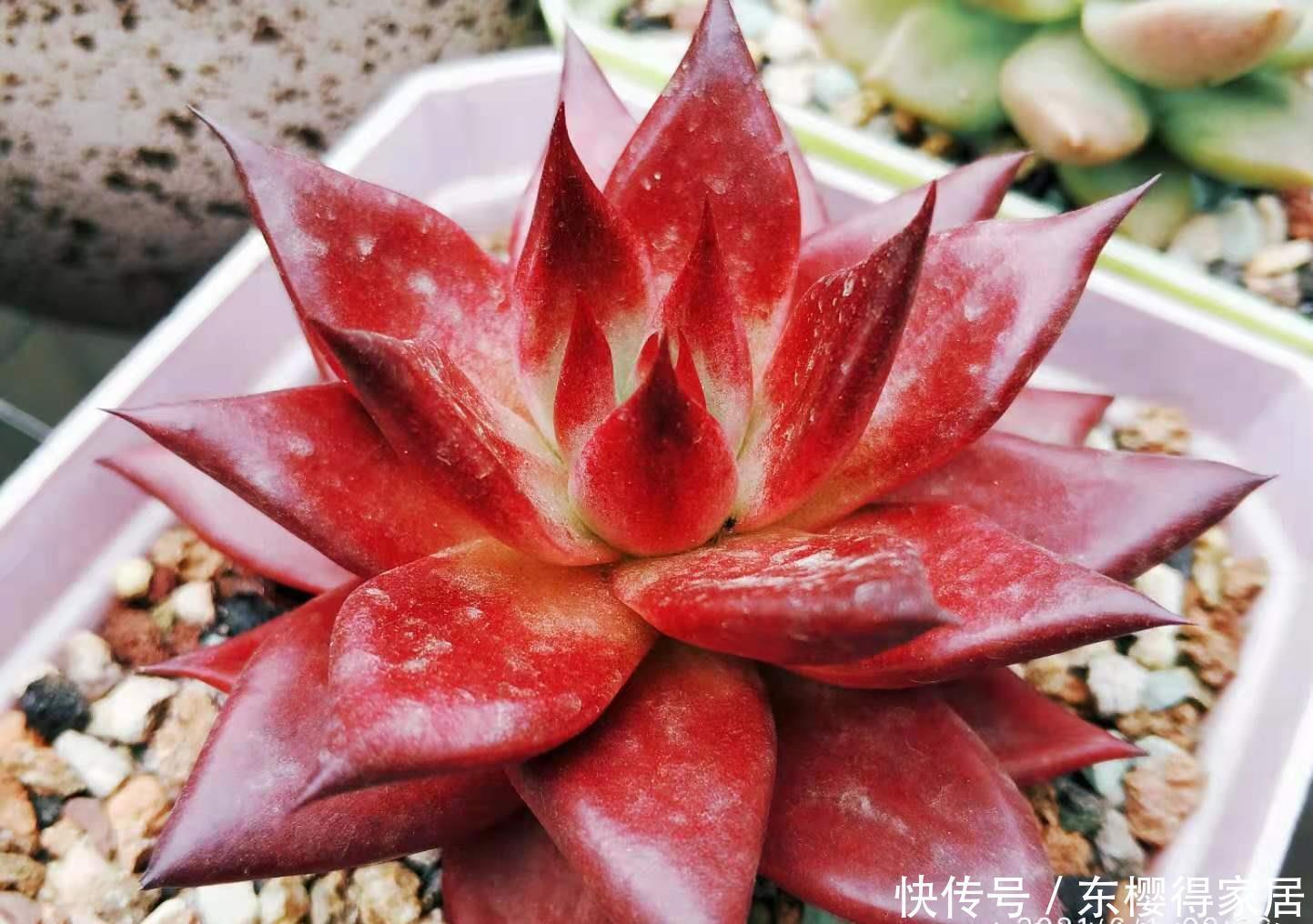 阳台|阳台养多肉容易徒长？新手朋友不妨试试这些品种，相信你不会失望