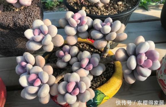 夏天|多肉桃蛋养得好,全在夏天,小盆栽种,全日照,控水养,效果好阿