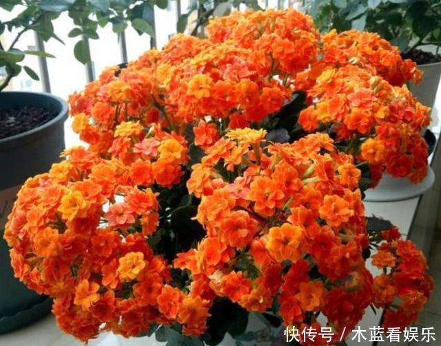 长寿花|修剪长寿花,分2种不同“方法”,做好一年开三次,每次都爆盆