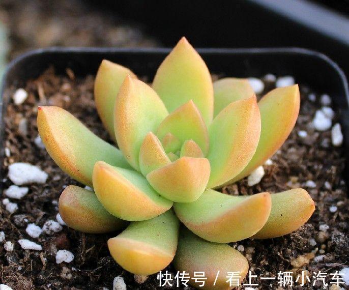 多肉中的“徒神”黄丽,冬季做好4点,也可以变身“宝石花”