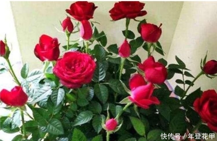 4种花超漂亮,婀娜多姿,整个春夏都开花,花朵硕大花期长