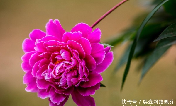 越顺|老实人总受欺负,背会4句话,越过越顺,越活越好!