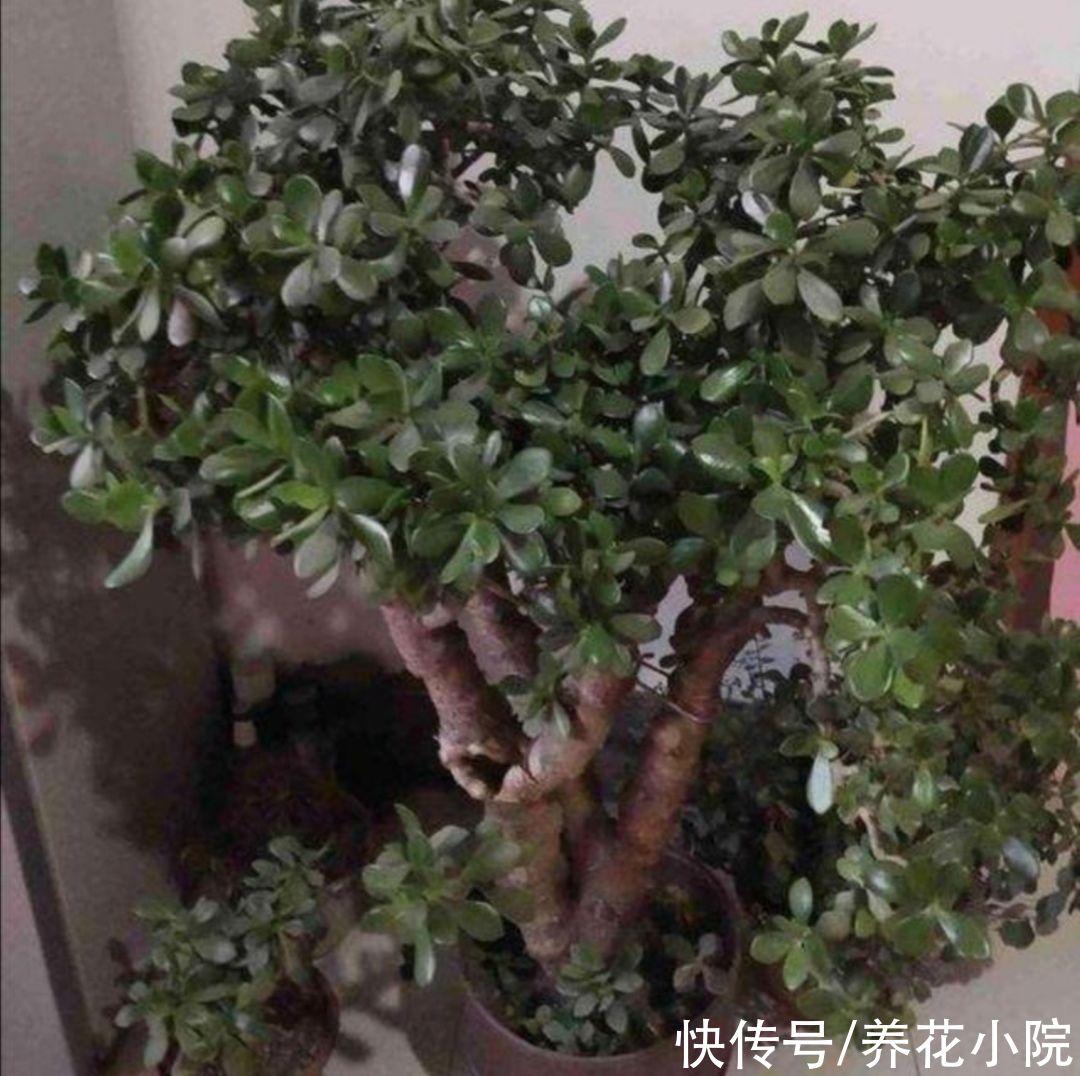 家里养4种“耐旱花”，冬天记得要控水，不然烂根又落叶