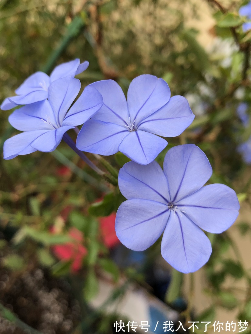 封闭阳台养这4种花，很快变成花海，现在养刚刚好