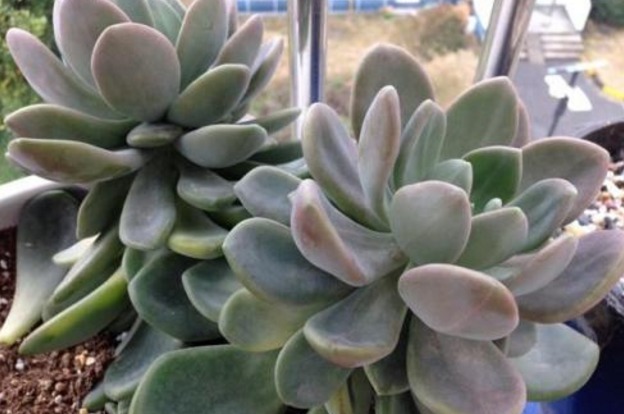 新手养多肉就选冬美人，注意这三点，简简单单养爆盆，美丽极了