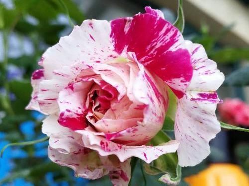 种花|3种花漂亮又好养,花大色艳,埋土里就能活,室内也能种