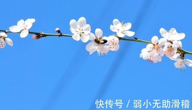 芳菲|梨花芳菲里，曼妙着美好