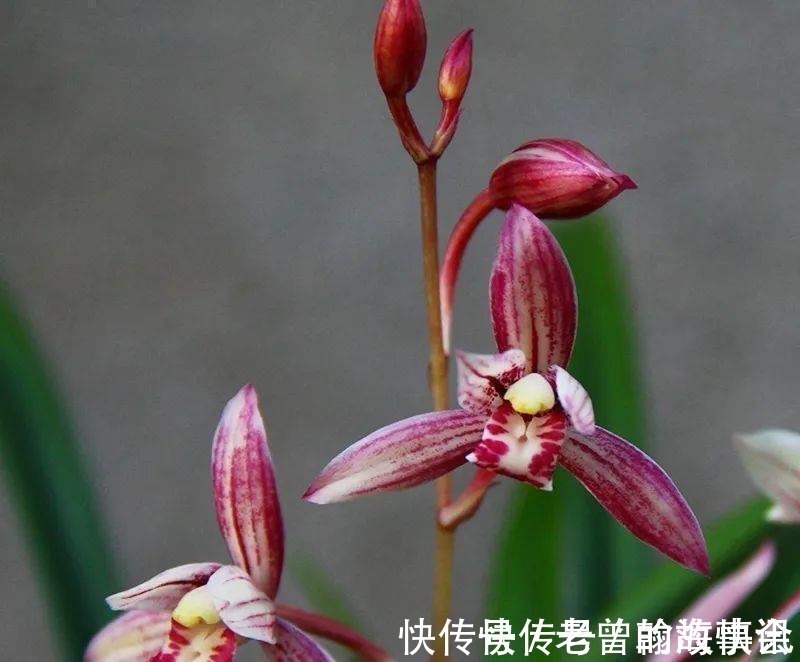 天价|曾经天价的8种兰花,如今跌落神坛,普通人也买得起