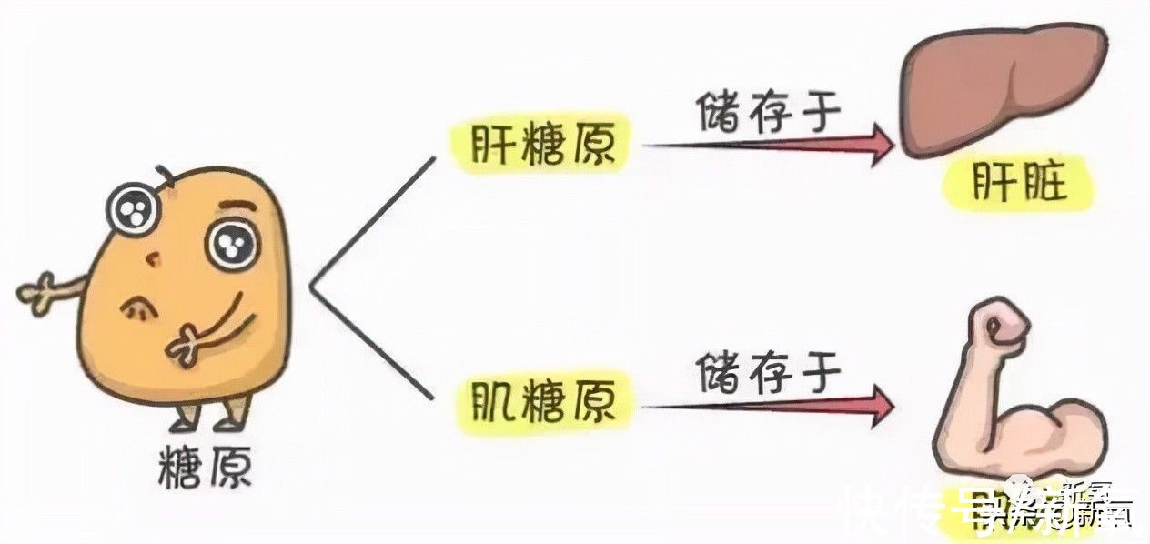 美修斯|比胶原蛋白流失更残酷的，是每年以2%速度消失的肌肉