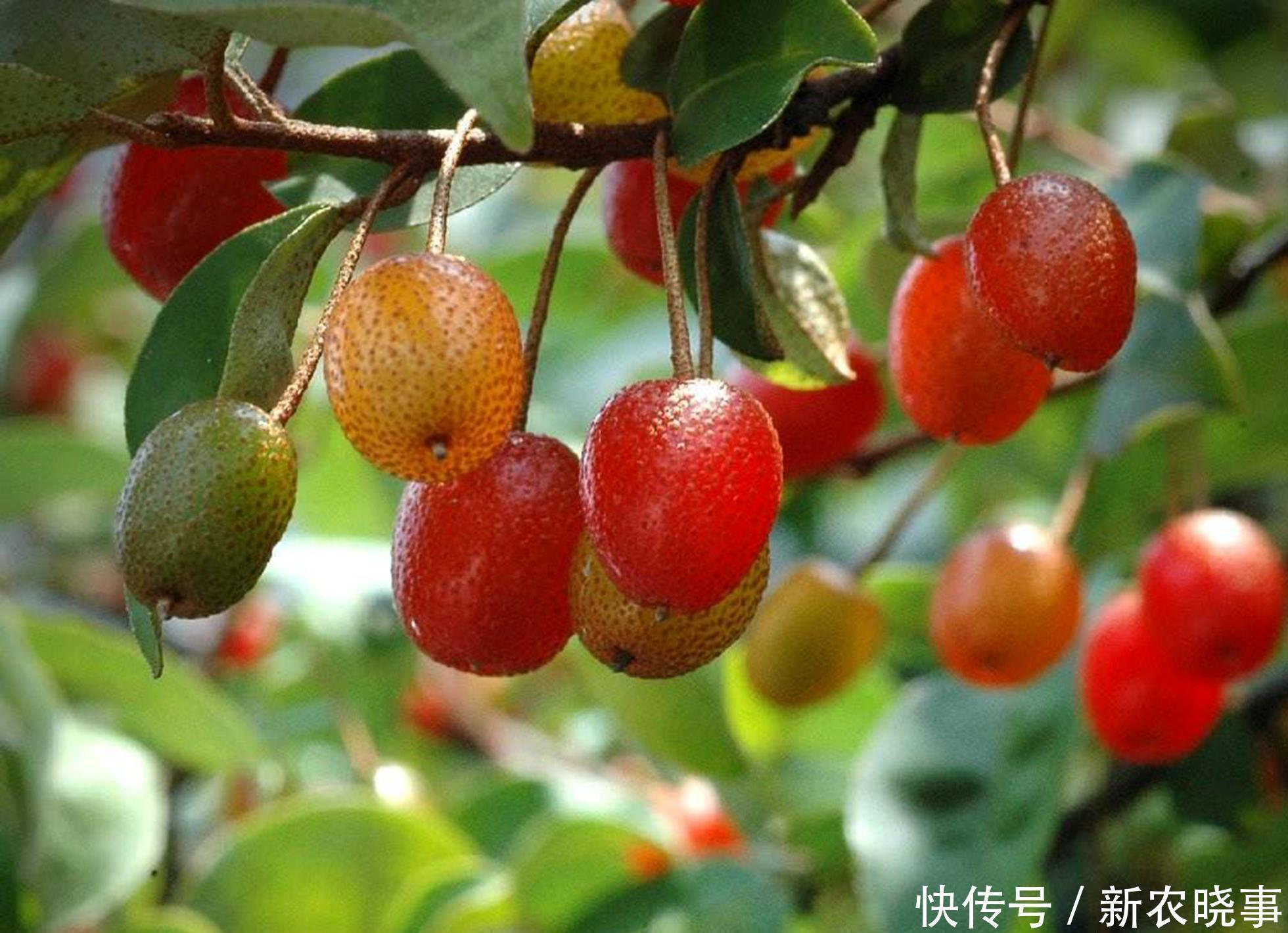 人称“羊奶果”,小时候常常吃,如今城里盆栽做盆景,已成稀罕货