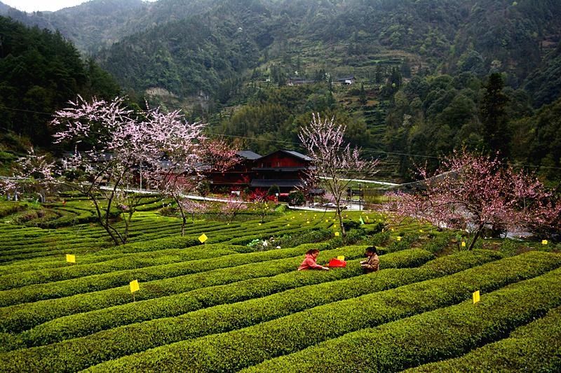 |盛家坝：桃花明媚暖二官