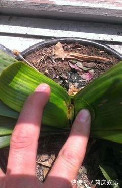 新根|君子兰黄叶就这么办!4招解决各种黄叶,油绿锃亮就像大白菜