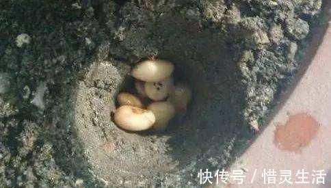 花卉|什么花肥，黄豆肥，都比不上此肥料，营养多，啥花都越养越旺