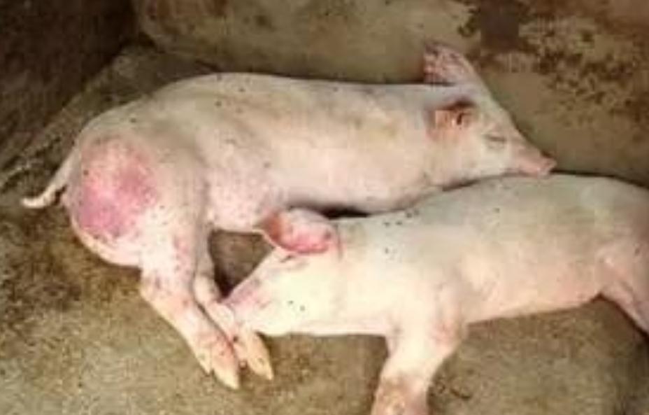 免疫|从五大方面来分析汇总为什么猪病难治,怎样解决这个难题