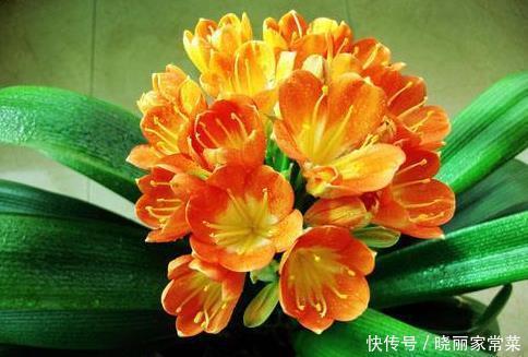 新手养护花卉,掌握几招秘诀,花朵蹭蹭冒,值得一试!