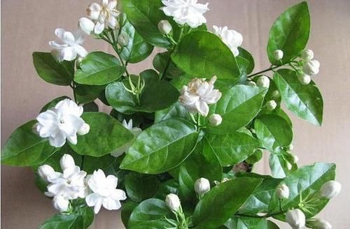 茉莉花有“3怕”,不知情的话,就会黄叶和落花,您别忽视