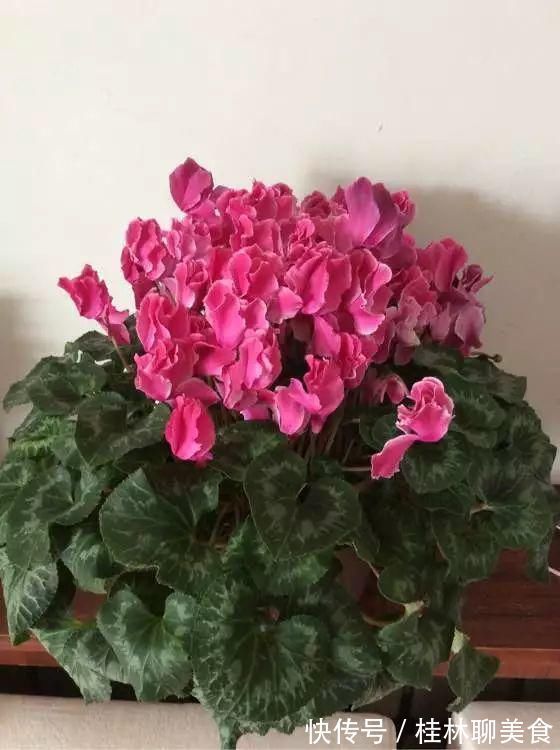 4种花身材不大，花量却怪“吓人”，深秋花开一大片，美翻了