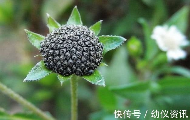 女贞子|治疗白发的杂草,田间随处可见,知道的人不多