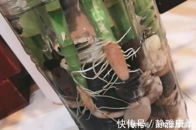 养花|养花先“养根”,君子兰富贵竹“喂点料”,白根呼呼冒,轻松爆盆!