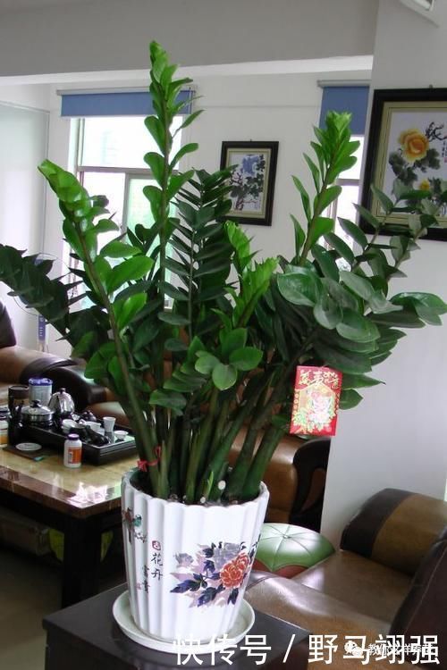 金钱树|太省心的花，1个月浇一次就行，叶子长的还超旺盛！
