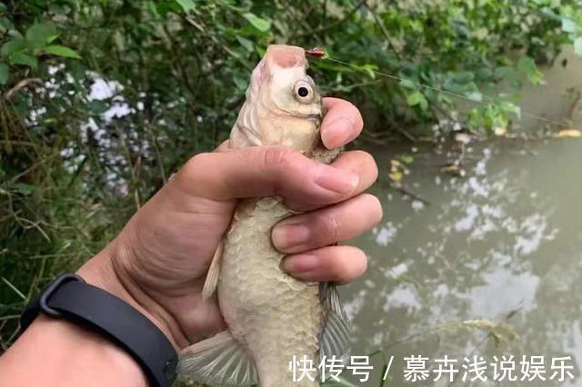 野战蓝鲫|大板鲫再“狡猾”，一见这饵就得狂抢，莫轻视，十人有九人还不知