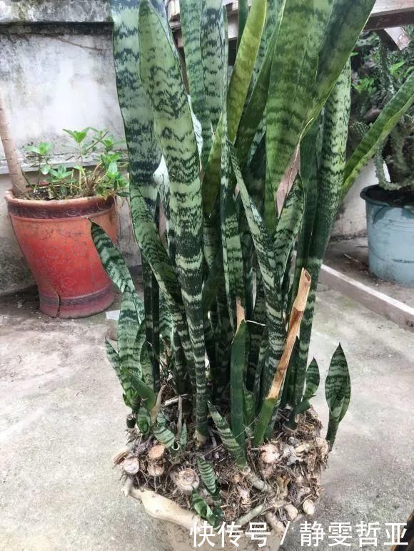 虎皮兰,红掌,吊兰养成老桩，变成大树，真壮观