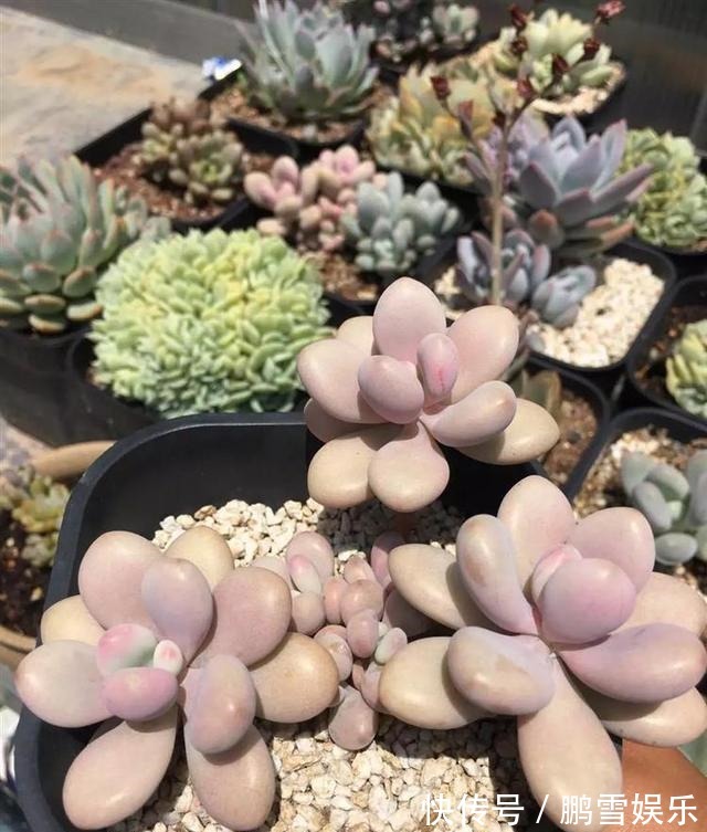 浇水|多肉疯狂爆侧芽这样浇水让它胖成“球”!新手涨姿势了