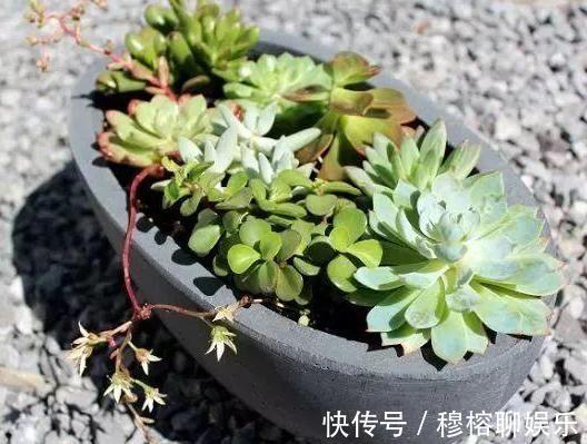 养花坏习惯不趁早摆脱这3臭毛病,居家盆栽长久不了