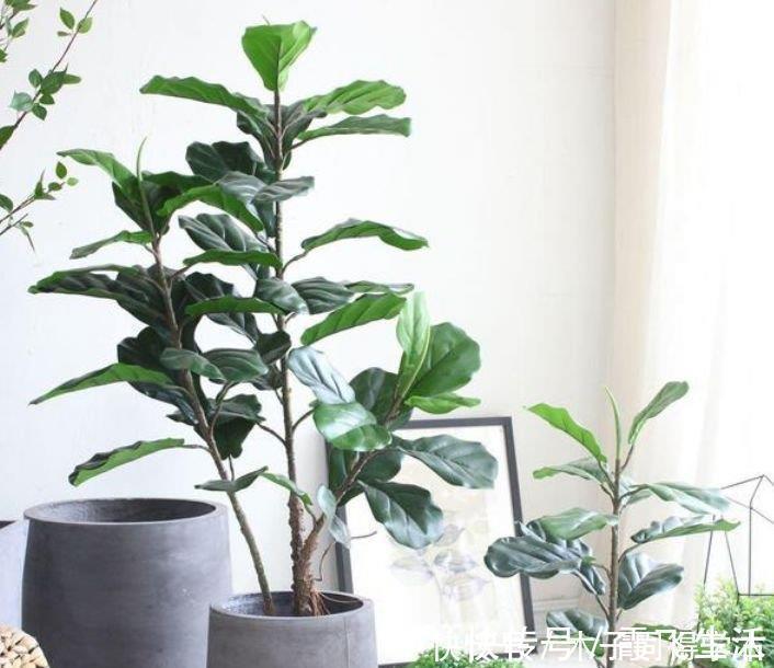 病菌|4种花养家里,空气1级棒,吸甲醛、杀病菌,还有助于睡眠!