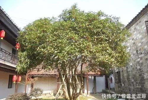 庭院种什么树最吉利,还好看?
