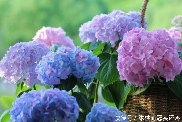 养花试试此几款，给点水就开花，随便养成花海