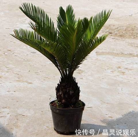 铁树|有种植物叫“铁树”,它真的是和铁一样吗快来一起看看吧