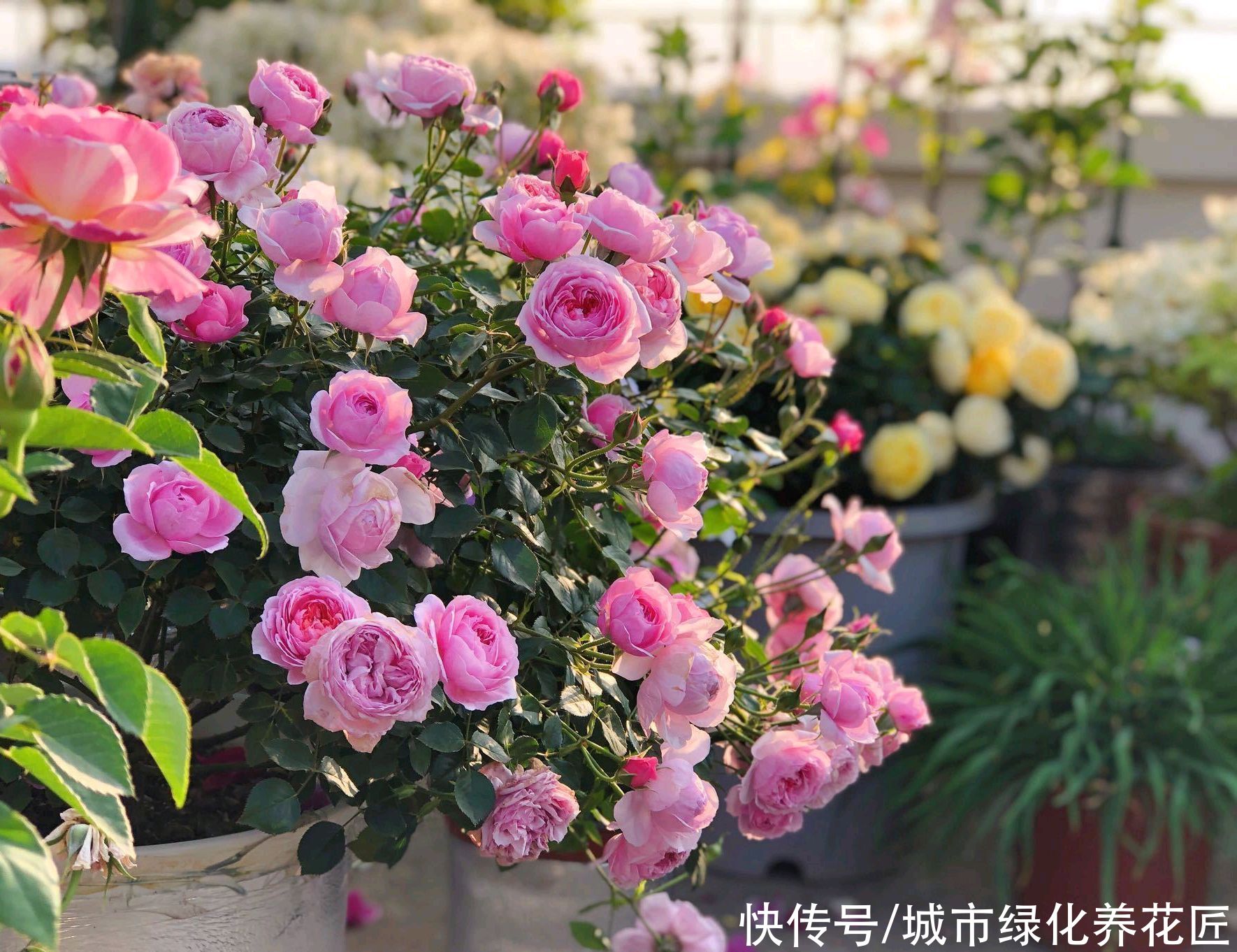 月季枝条的底部长出很多嫩芽，担心倒春寒，需要抹嫩枝吗？