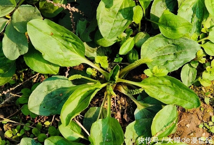 養生保健的食物，推薦多吃點，安神養顏，消除煩躁，氣色更好