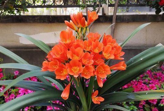 芒果皮|养花就用它做花肥，半年追加一次，比柳枝水、阿司匹林实用