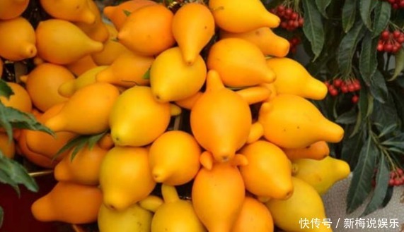 清热解毒|三伏天不容错过此野果,清热解毒,止咳消炎,治脚气,你认识吗