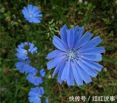 白莲|可以吃的花,种类很多但都不能生吃!