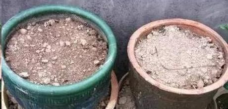 换盆的旧土里放点这个小东西,没想到变得比新土还要肥沃