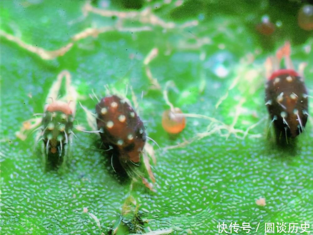 花养成光杆,是什么原因造成的,如何补救?