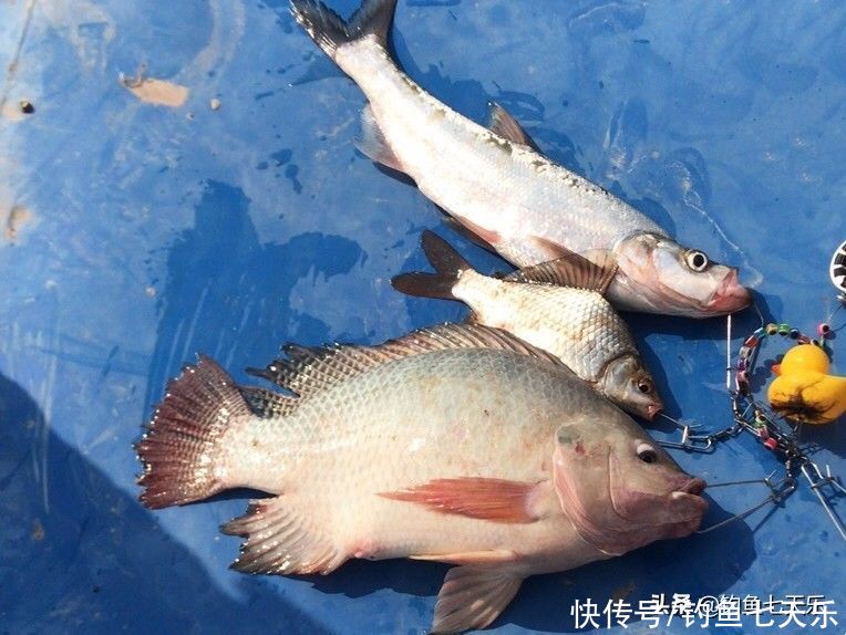 鱼钓多了遭“吐槽”！广东一钓友晒渔获被喊话：为啥不放生？