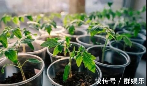 用完的鸡蛋壳千万别扔,不然让你超后悔