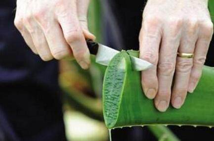 老妈|老妈嫌我养的芦荟长的不好,就直接给来了一刀,结果就变这样了!