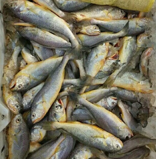 买鱼时，聪明人只认准这4种，如今无法人工养殖，都是野生鱼！