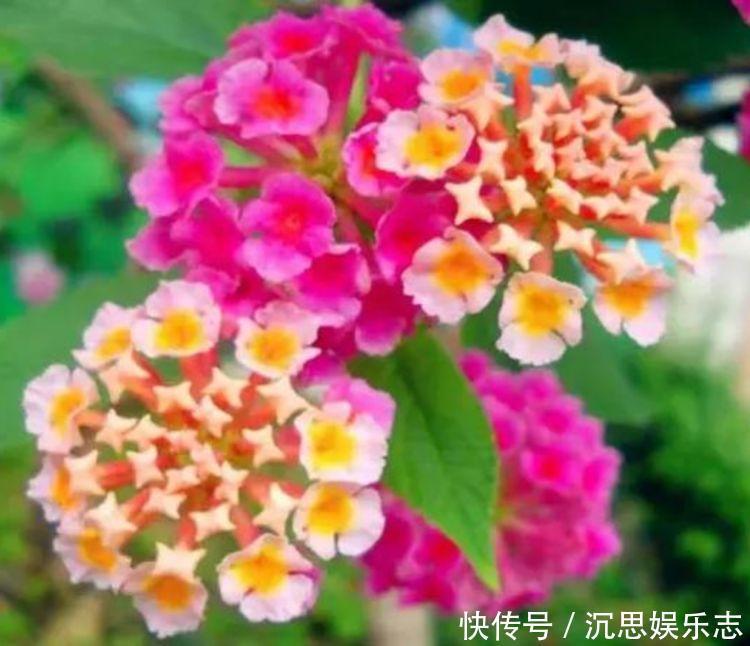 家里就养4种花，沾土就活，开花多、花期长，懒人新手都能养好！