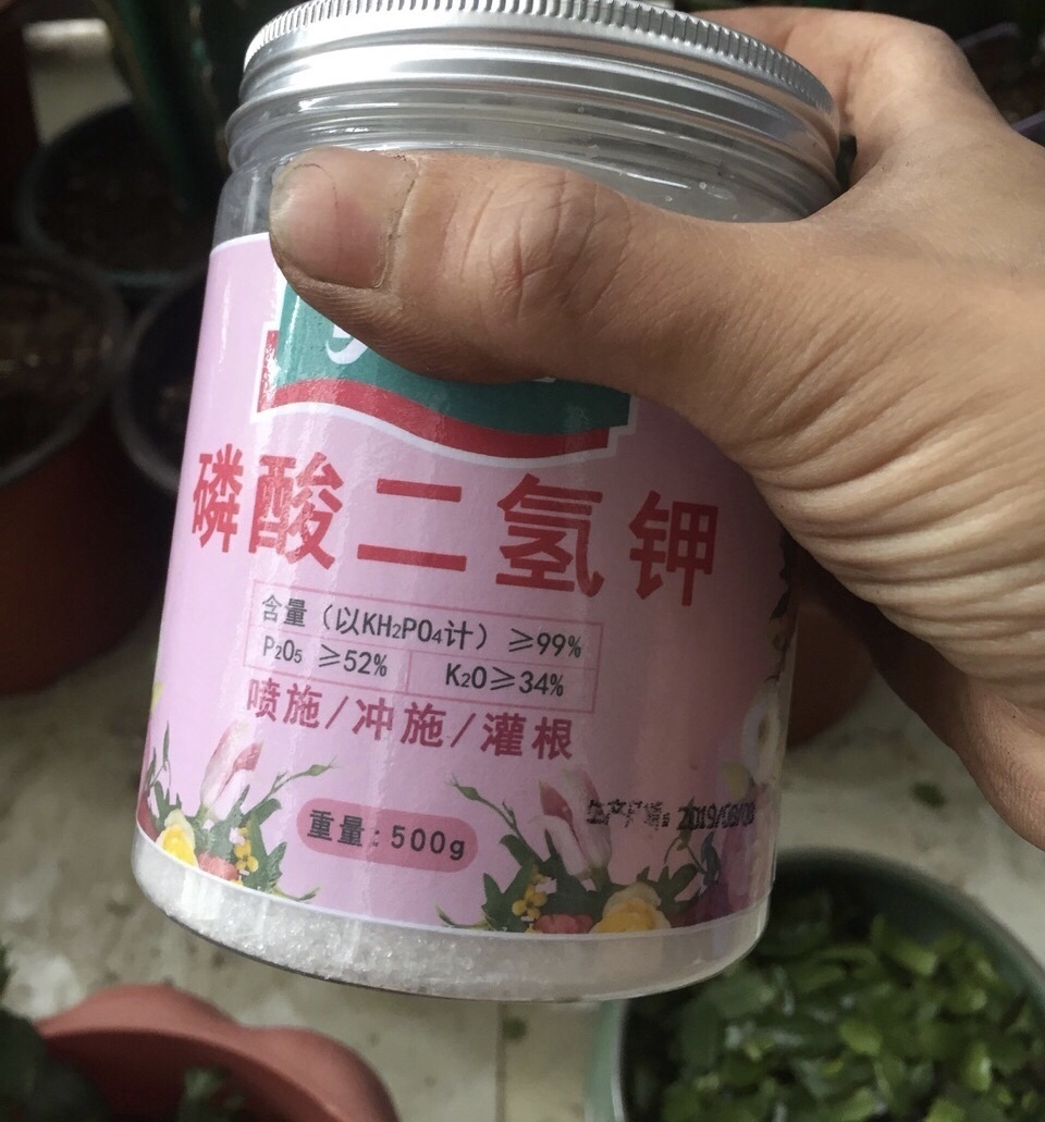 李姐|她的蟹爪兰“养成”大花球，一盆开花上百朵，秘诀有3个