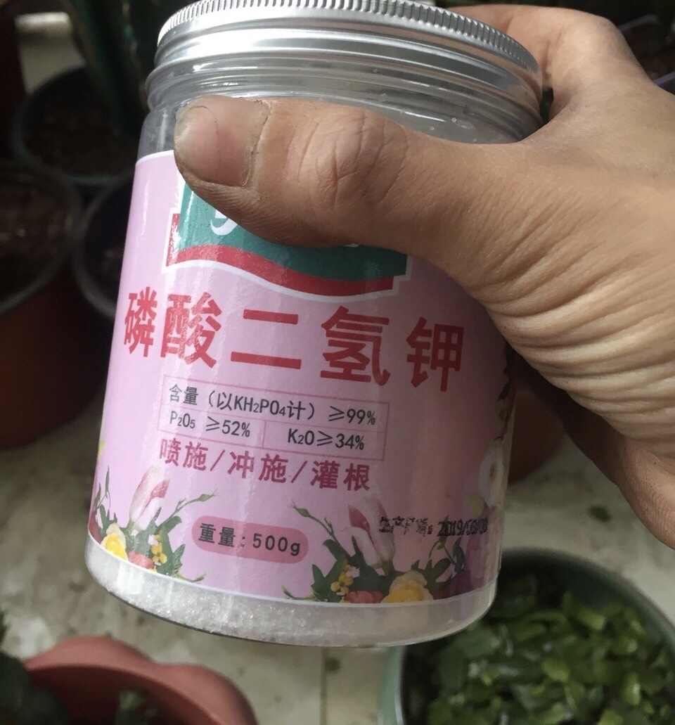 李姐|她的蟹爪兰“养成”大花球,一盆开花上百朵,秘诀有3个