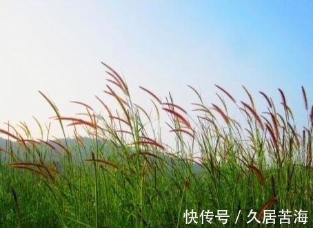 草字&一首描写秋草的七律,全文不见一个草字,却句句赞美其高洁品质