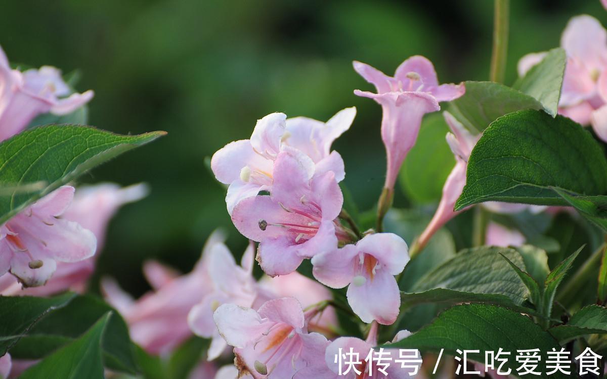 比淘米水还要好的肥料,制作特别简单,让植物蹭蹭长