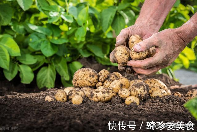 休眠期|土豆千万别放冰箱！记住3个保存方法，土豆放半年也不发芽不腐烂